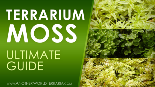 Terrarium Moss Tips Cheat Sheet – Another World Terraria