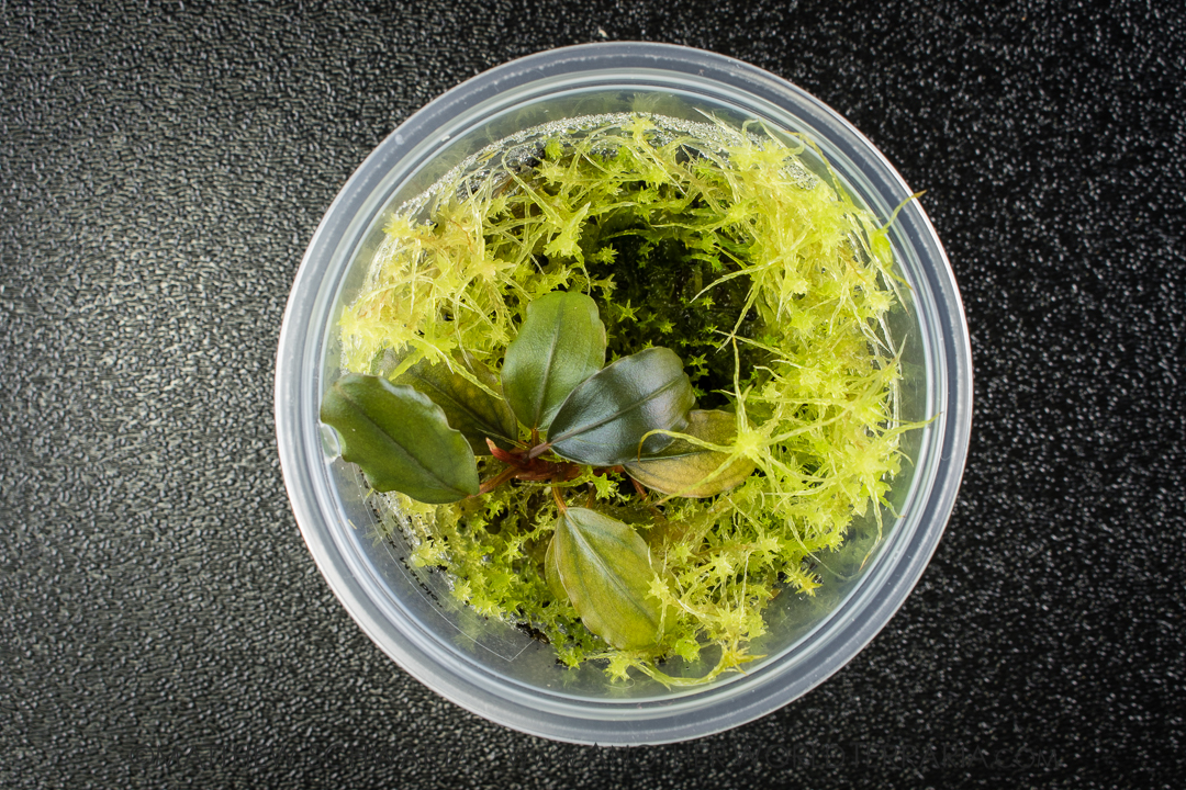 How to sterilize Sphagnum moss so it doesn't grow back – Another