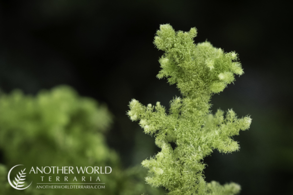 All About Terrarium Mosses and Liverworts – Another World Terraria