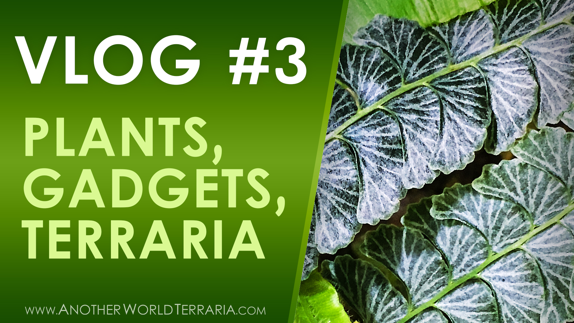 Vlog #3 – Plants, Gadgets, Brancharium (and more!)