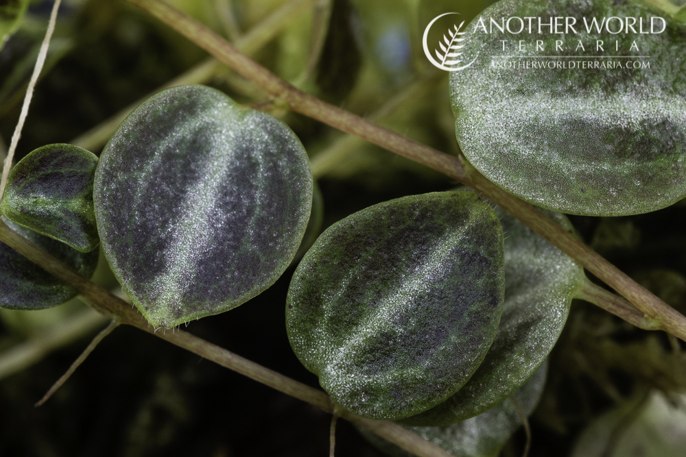 Unknown Peperomia species from Ecuador